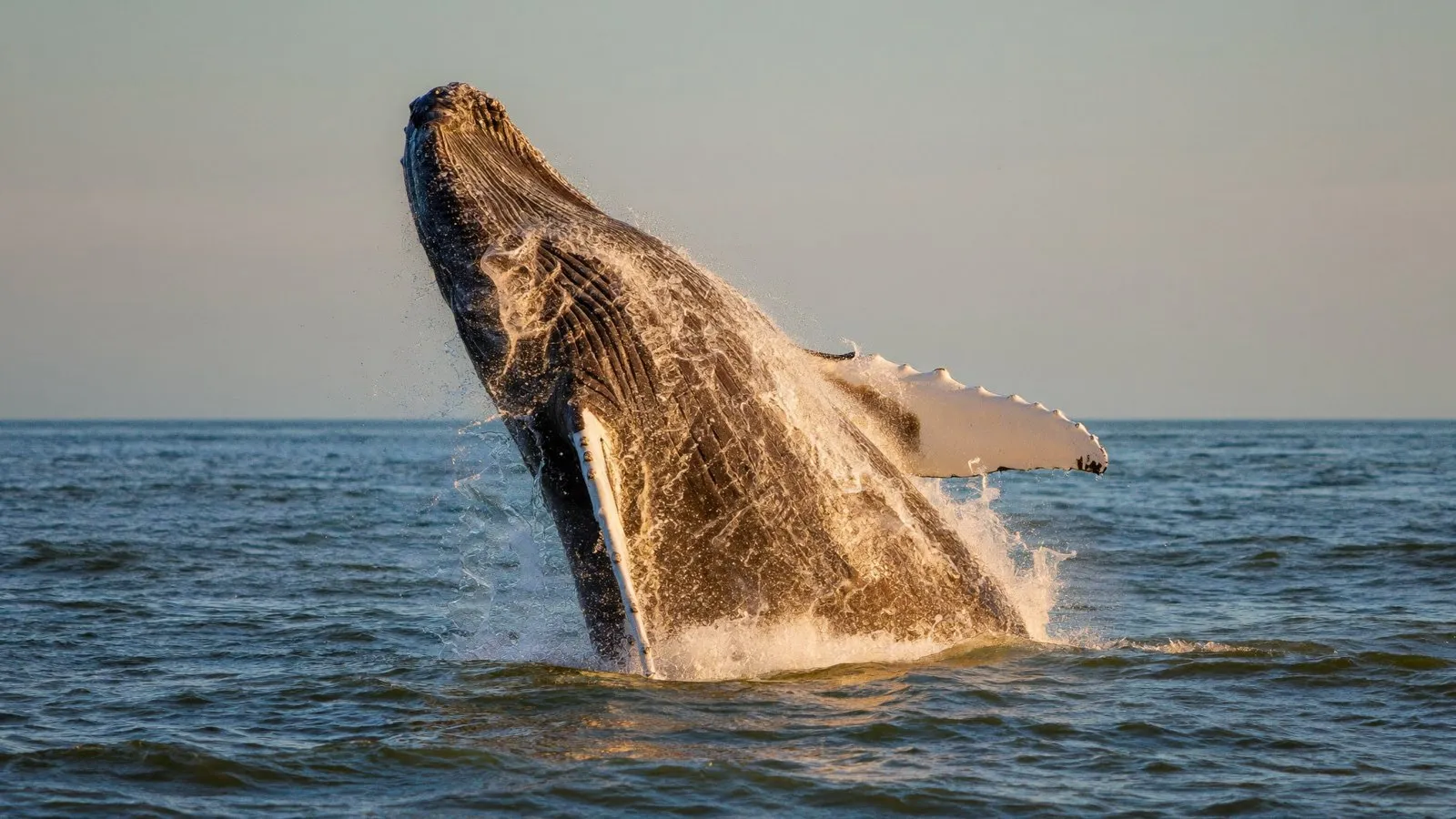 Una ballena gris saliendo del agua